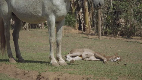 Foal sleeping on green grass while mare accompanies him Stock Footage 202144525