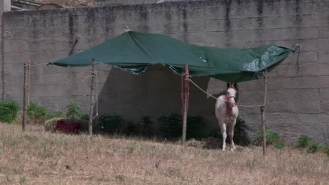 Foal standing under a makeshift tarp shelter in Italy Stock Footage 339364187