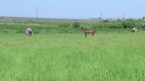 Foal stands in the field Stock Footage 77274066