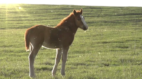 Foal in the Sun Vidéo 45618903