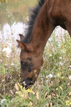 Foal there is herb Stock Photos