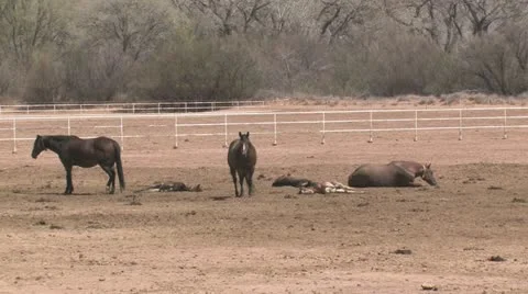 Foal Tries to Get Up and Rolls Over Stock Footage 10883765