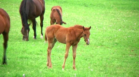Foal Walking In Pasture Stock Footage 355423
