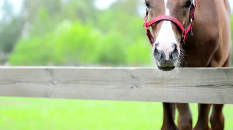 Foal watching Stock Footage 54047845