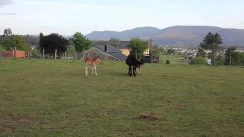 Foals in a field Stock Footage 240672891