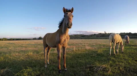 Foals grazing in a field at sunset Stock Footage 61117603