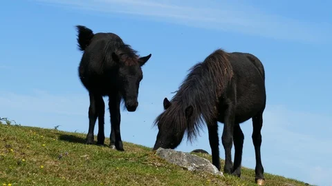 Foals grazing grass on the mountain Stock-Footage 116246447