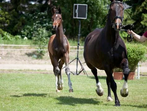 Foals Holsteiner Stock Photos