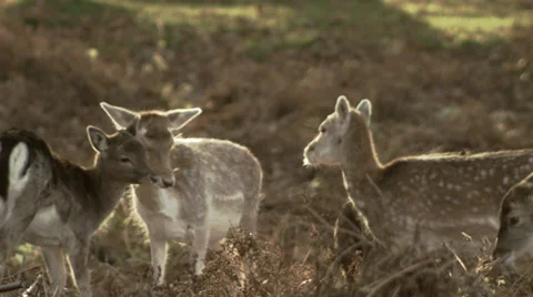 Foals nuzzling each other with pan to stag antlers. Stock Footage 33314146