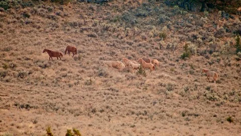 Foals playing 1 yearling Wild Horses Steens Mountain Near Malhuer Wildlife Stock-Footage 81687771