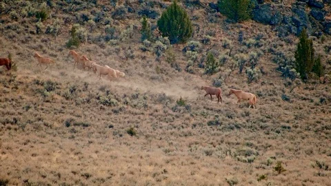 Foals playing 2 suckling drinking milk parenthood Wild Horses Steens Mountain Stock-Footage 81687604