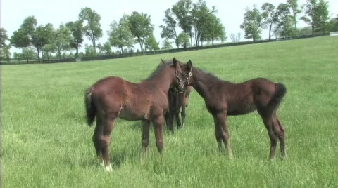 Foals playing Stock Footage 774788