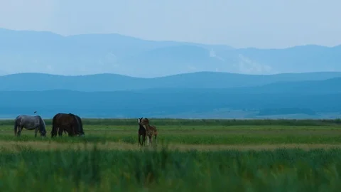 Foals playing in the mountain valley. A herd of horses free-roaming and grazing Stock Footage 116715649