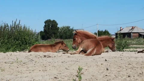 Foals resting on the sand at the farm Video stock 157797293