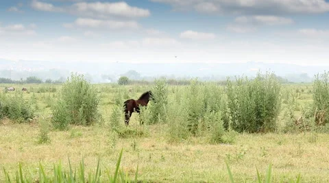 Foals running and playing on field Stock Footage 58136158