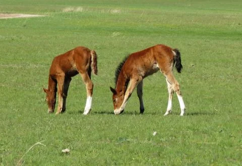 Foals in the steppe Stock Photos