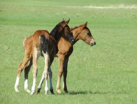 Foals in the steppe Stock Photos