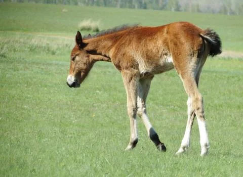 Foals in the steppe Stock Photos