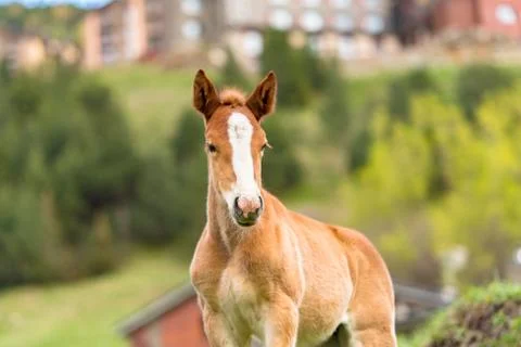 Foals on a summer pasture Stock Photos