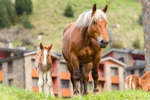 Foals on a summer pasture Stock Photos