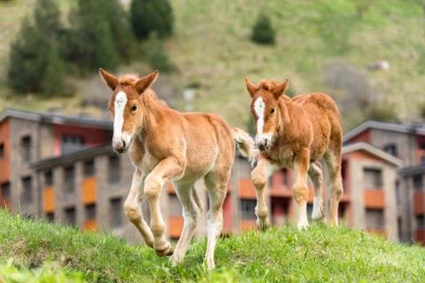 Foals on a summer pasture Stock Photos