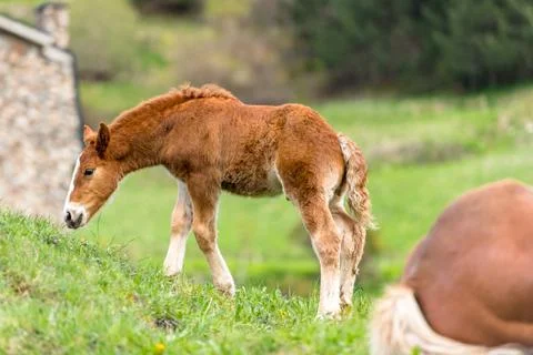 Foals on a summer pasture Stock Photos