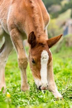 Foals on a summer pasture Stock Photos