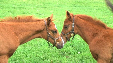 Foals Touching Noses Stock Footage 139949