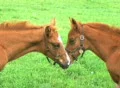 Foals Touching Noses Footage