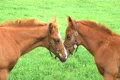 Foals Touching Noses Footage