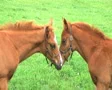 Foals Touching Noses SD Footage