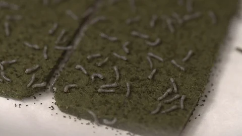 Foam farm for growing worms Stock-Footage 93523915