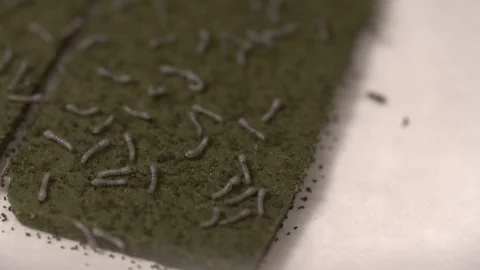 Foam farm for growing worms Stock-Footage 93523941