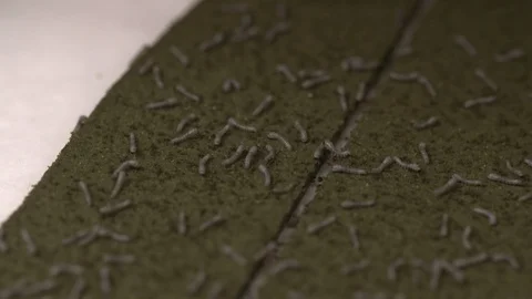 Foam farm for growing worms Stock-Footage 93523971