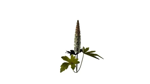 Foam Flower . FULL HD. Alpha channel Included. Stock Footage 90946869