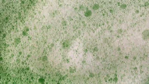 Foam on green background macro Stock Footage 69240369