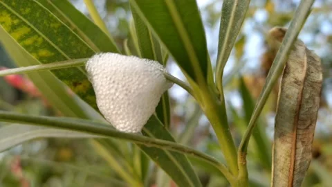 Foam nest of aphids beetle larva -HD(4k) video 库存影片 221111336