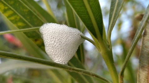Foam nest of aphids beetle larva -HD(4k) video Stock Footage 221111345