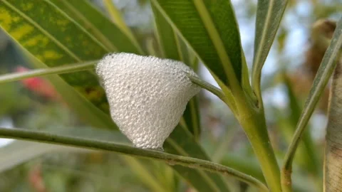 Foam nest of aphids beetle larva -HD(4k) video Stock Footage 221111350