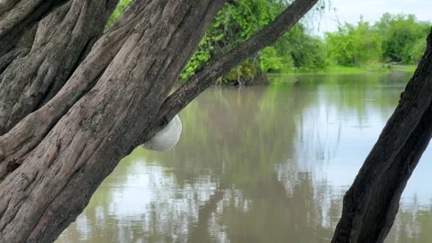 Foam nest on the trunk of a tree produced by a foam-nest tree frog in South Stock Footage 335184985