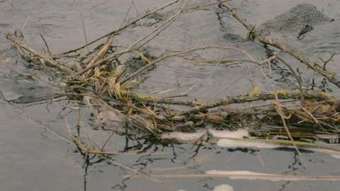 Foam of pollution on the summer river Stock Footage 164985130