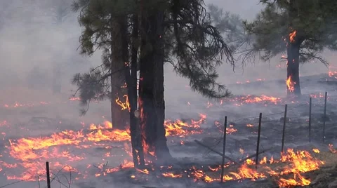 Foam spray on tree with fire on grass Stock Footage 40751568