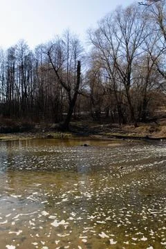 Foam on the surface of the river and a broken tree. Stock Photos
