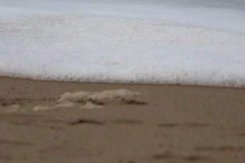 The foam of a wave reaching the sandy coast Stock Photos