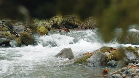 Foaming and bubbling water stream washing lumps of stones in autumn forest Stock Footage 256044689