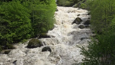 Foaming muddy river surges through forest - Drainage Channel and Brown Sediment Stock Footage 339792286