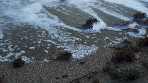 Foamy Ocean Waves Creep Over Sea Weed on Beach SLOW MOTION Beautiful Stock Footage 101212275
