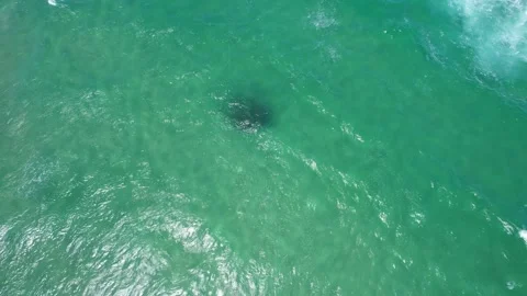 Foamy Waves And Baitfish Seen Through Clear waters In Tallow Beach, NSW Stock Footage 330976201