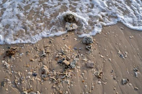 Foamy waves washing over shells and coral beach surface 写真素材
