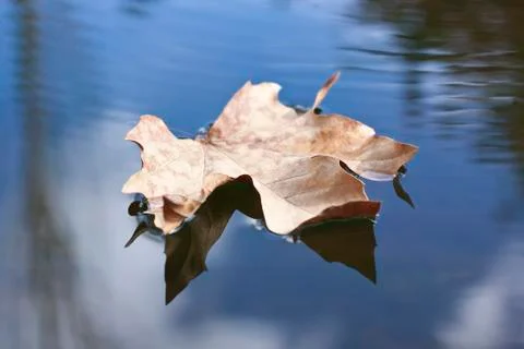 Foating leafe Stock Photos